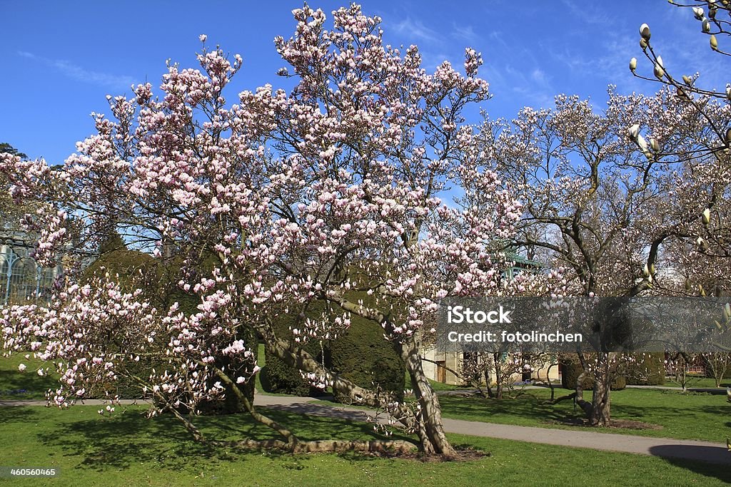 Spring park mit Magnolien - Lizenzfrei Magnolien Stock-Foto