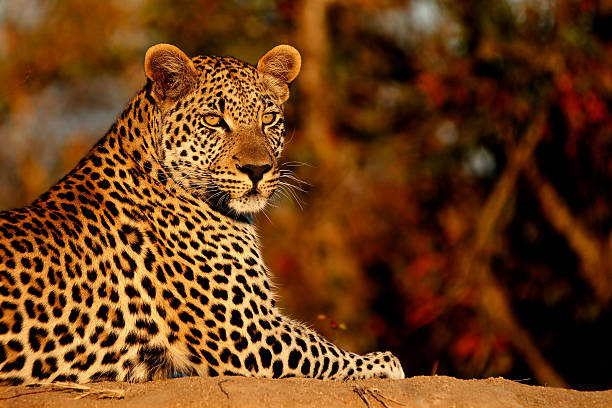 Leopard looking over its shoulder at sunset A young male leopard lying on a termite mound in the Timbavati Game Reserve in South Africa. The sun was setting whilst watching this guy on safari. termite mound stock pictures, royalty-free photos & images