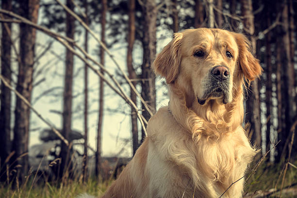 Labrador Outdoors stock photo