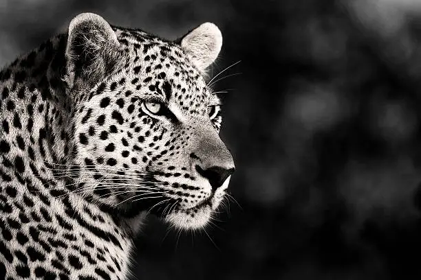 Photo of Male Leopard in Monochrome