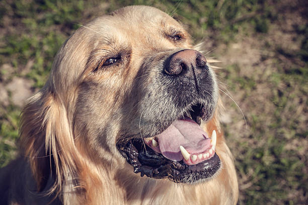 Labrador Outdoors stock photo