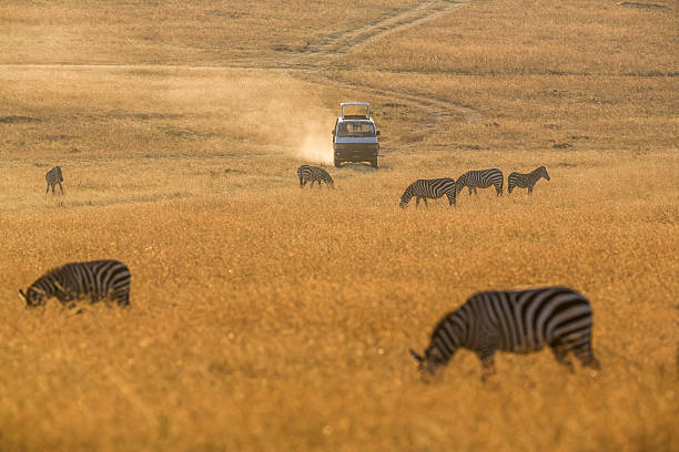 istock Safari Car and Zebras - feeding 460565533
