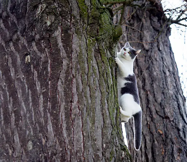 White and grey cat stuck in a tree