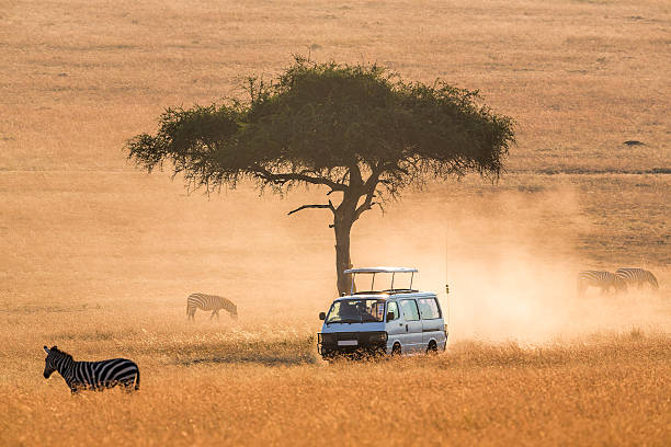 istock Safari Car and Zebras - feeding 460565591