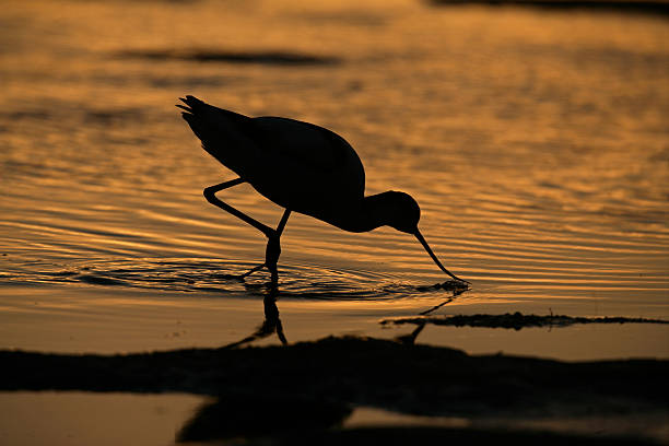 istock Avocet, Recurvirostra avosetta 460571577