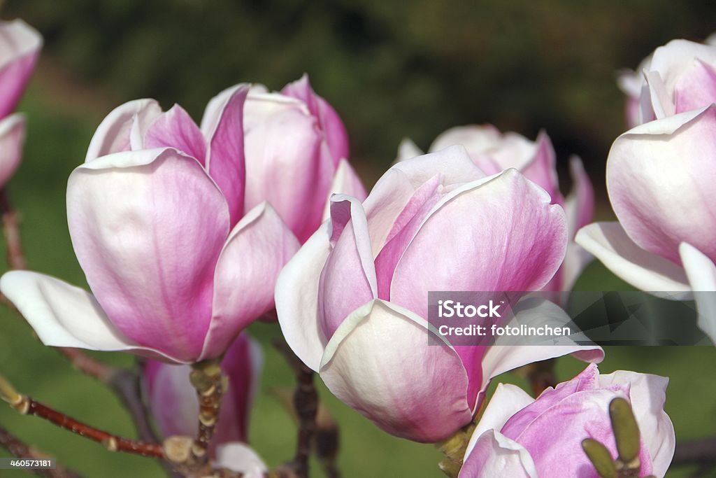 Magnolia Baum - Lizenzfrei Ast - Pflanzenbestandteil Stock-Foto