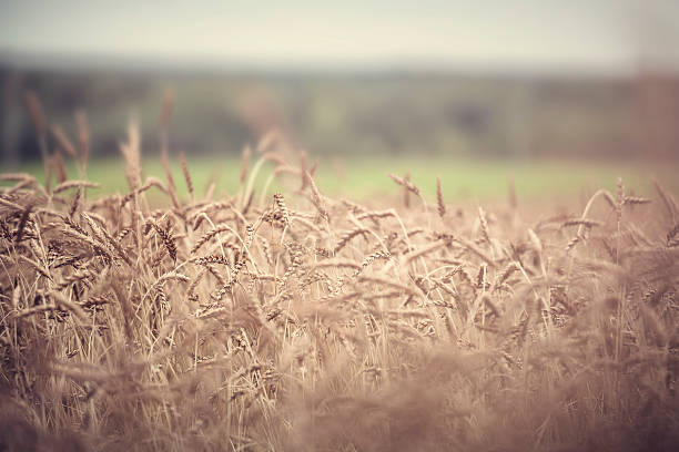 Wheat stock photo