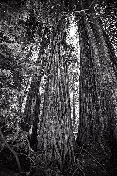 Redwood Forest in California in black and white