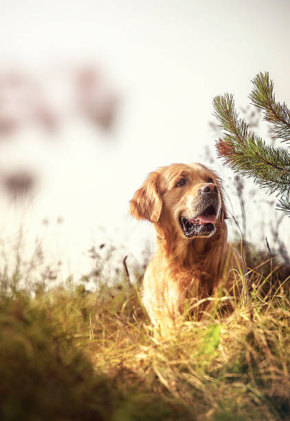 Labrador Outdoors stock photo