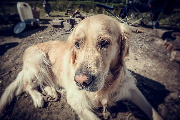 Labrador Outdoors stock photo