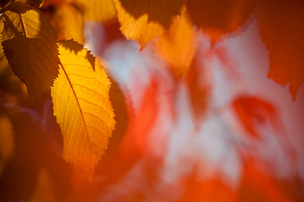 istock Colorful leaves Background 460581635