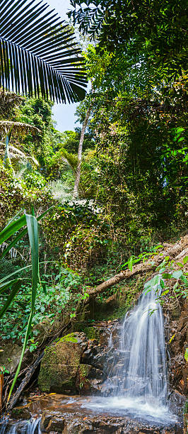 jungles tropical de asia sudoriental - sudoriental fotografías e imágenes de stock