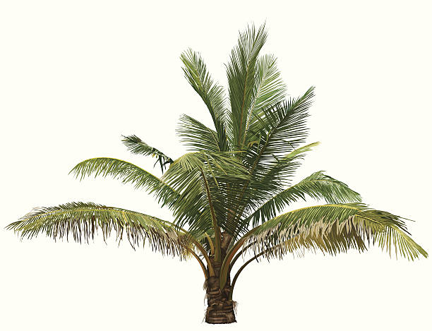 ilustrações, clipart, desenhos animados e ícones de de palmeira - tropical climate white background palm tree leaf