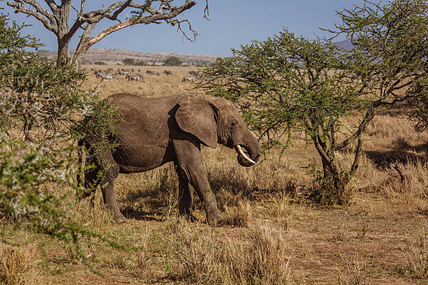 istock African landscape with eating elephant 460588177