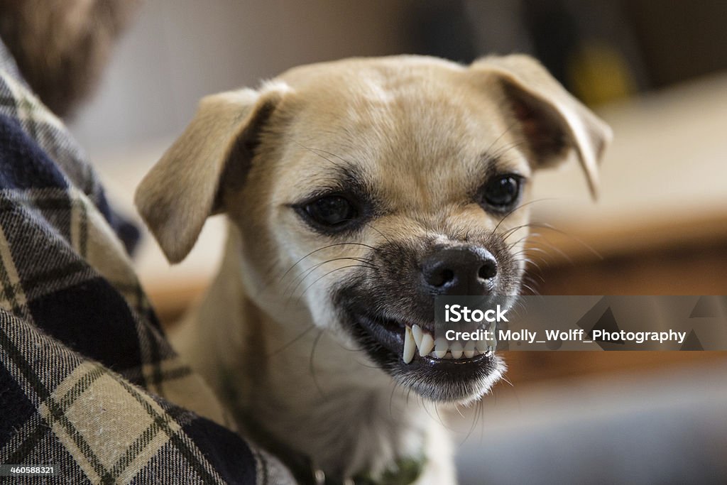 Mean Dog Mean little dog Dog Stock Photo