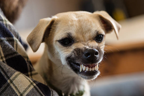 Mean Dog Mean little dog mean chihuahua stock pictures, royalty-free photos & images