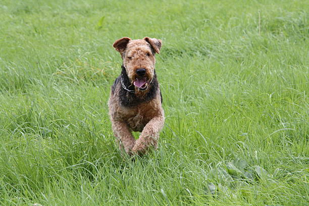 airedale-terrier - aredale stock-fotos und bilder