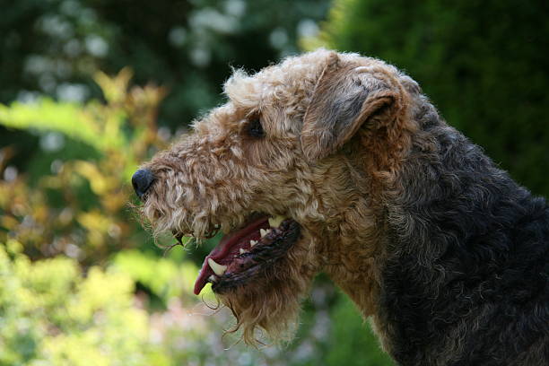 airedale-terrier - aredale stock-fotos und bilder