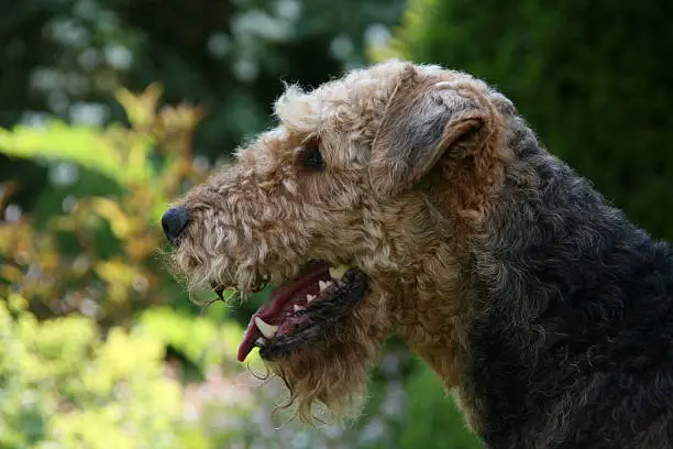 Airedale-Terrier