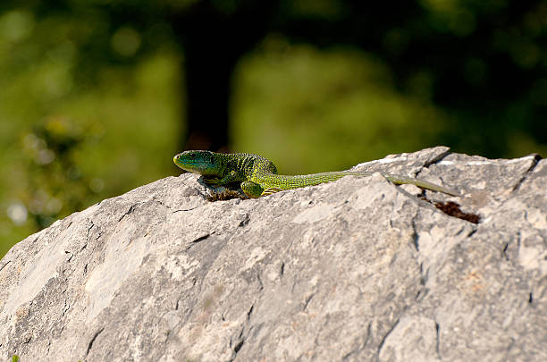 istock lizard on a rock in the sun 460589953