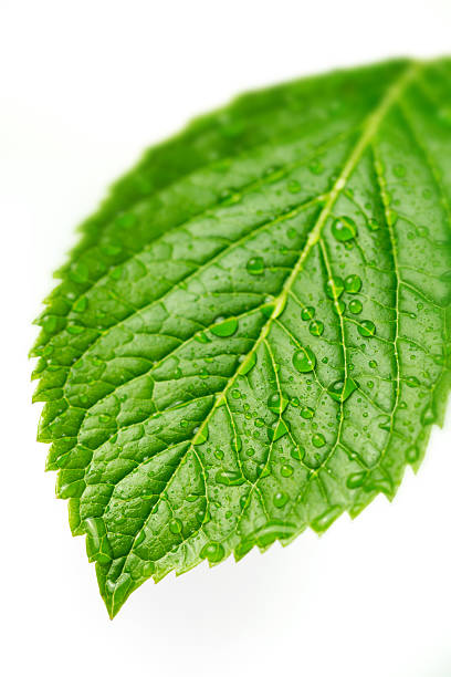 istock green leaf with water drops against white background 460590319
