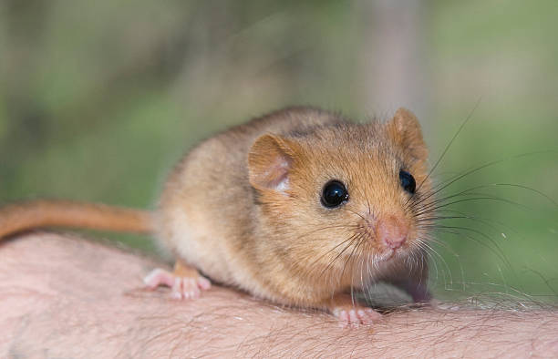 haselmaus - haselmaus stock-fotos und bilder