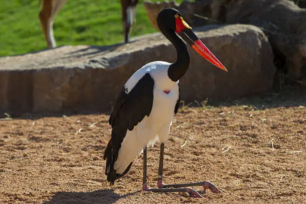 The stork sits on the ground having bent legs