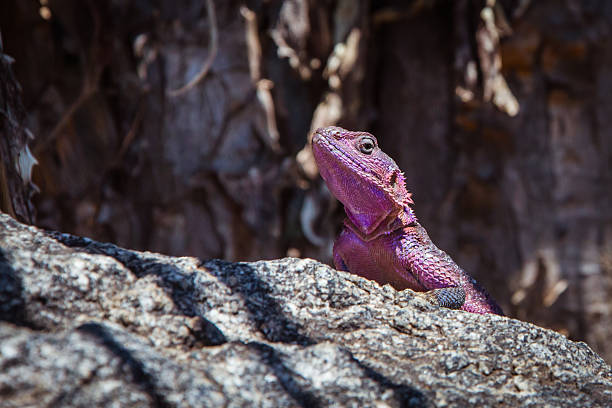 istock Purple lizard sitting on the rock 460595097