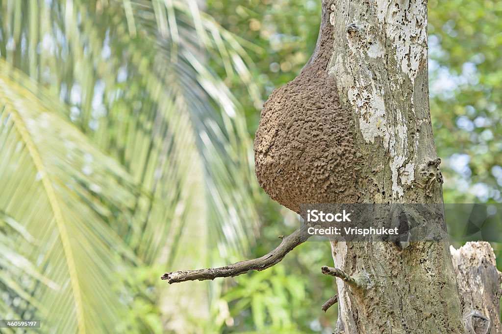 social wasps nest integrata e collegata ad albero - Foto stock royalty-free di Albero