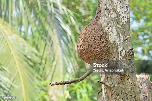 Foto de Ninho Wasps Social Construída Em E Perto Da Árvore e mais fotos de stock de Animal - Animal, Colônia - Grupo de Animais, Encontro Social