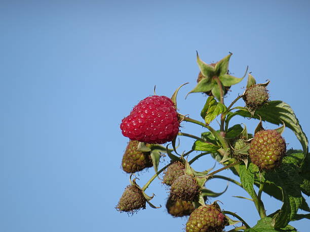 Raspberries stock photo