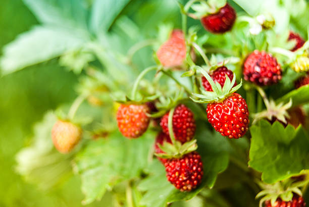 istock Ripe wild strawberry close-up 460605605