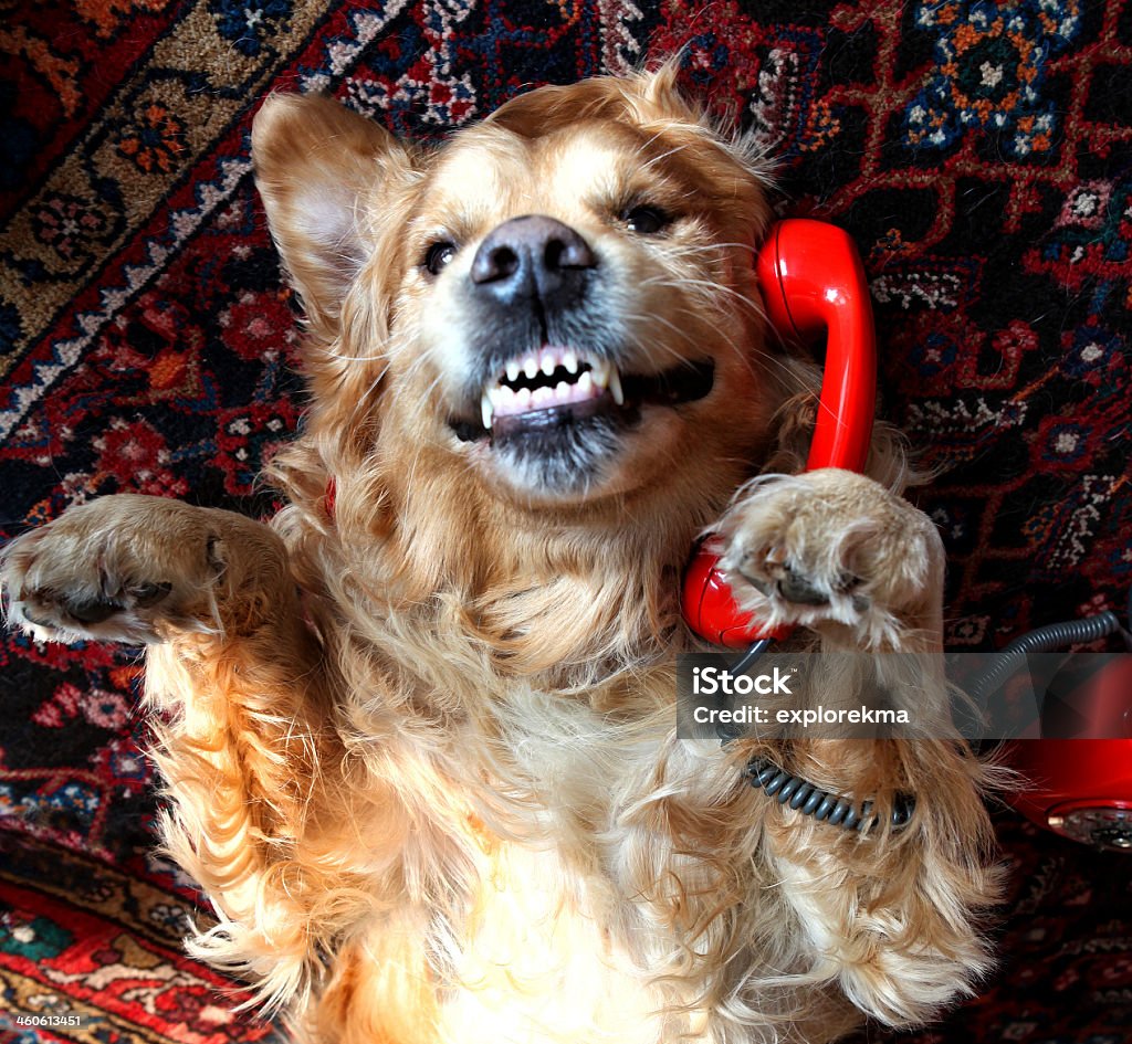 Dog smiling with white teeth while talking on red phone Photography Animal Stock Photo