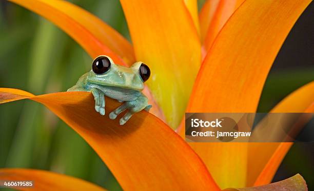 Brilliant Perch Stock Photo - Download Image Now - Frog, Rainforest, Amphibian