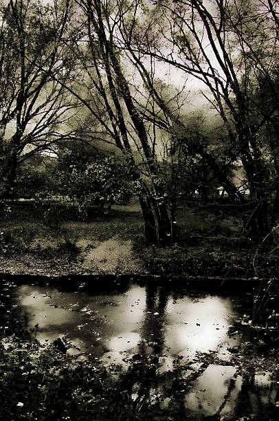 istock Dark Spooky abstract forest, monochome photography 460623391
