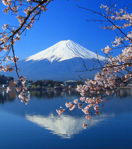 istock Cherry blossoms in front of lake and Mount Fuji 460632023