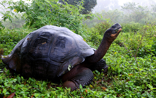 Turtle basking in the sun on a rock.