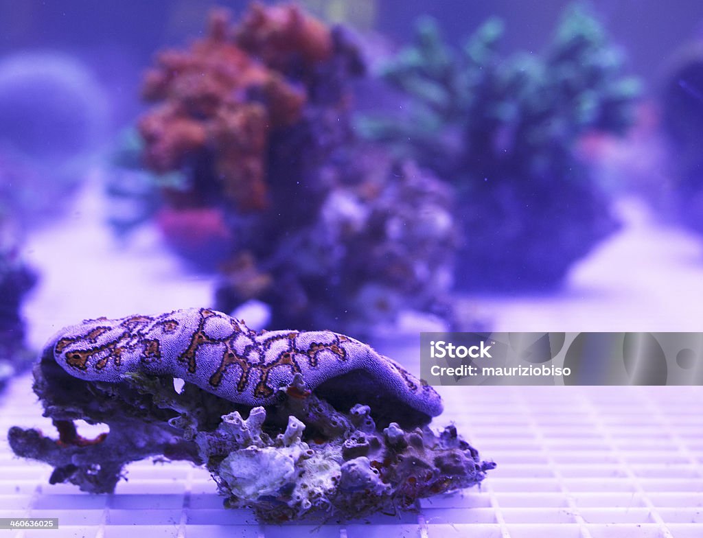 Coral Animal Wildlife Stock Photo