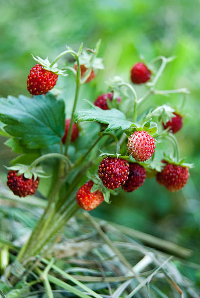 istock Ripe wild strawberry close-up 460637263