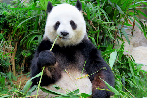 panda comer bambú photo