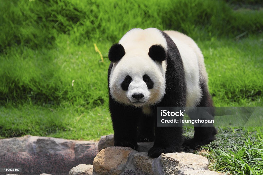 panda Panda - Animal Stock Photo
