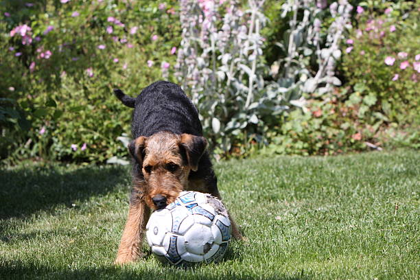 airedaleterrier welpe - aredale stock-fotos und bilder