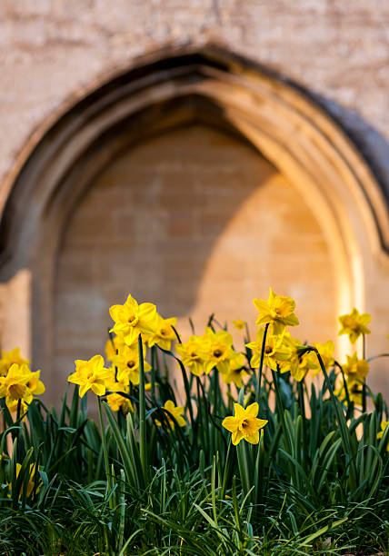 Daffodils grow in a church yard next to a stone archway