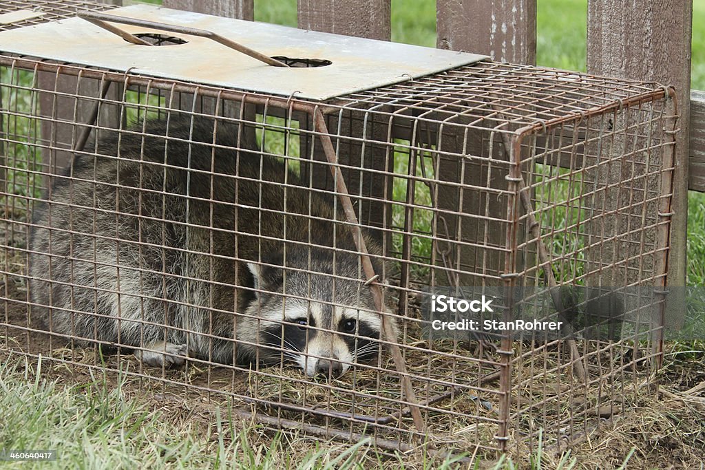 Racoon In Live Trap Racoon In Live Trap. Residential neighborhood nuisance animal trapping. Animal Stock Photo