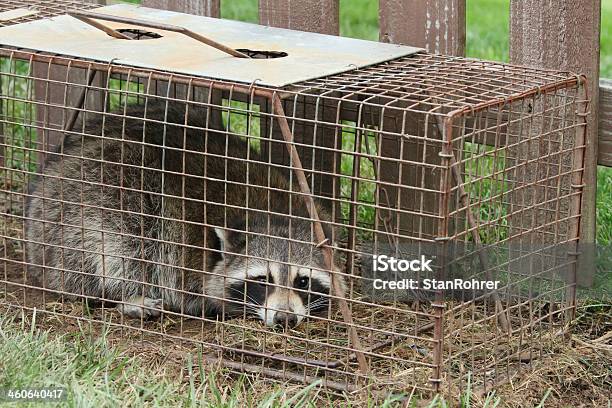 Racoon In Live Trap Stock Photo - Download Image Now - Animal, City, City Life