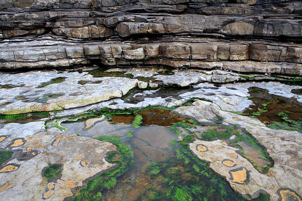 Fossils on the rocks, Easkey beach, Ireland