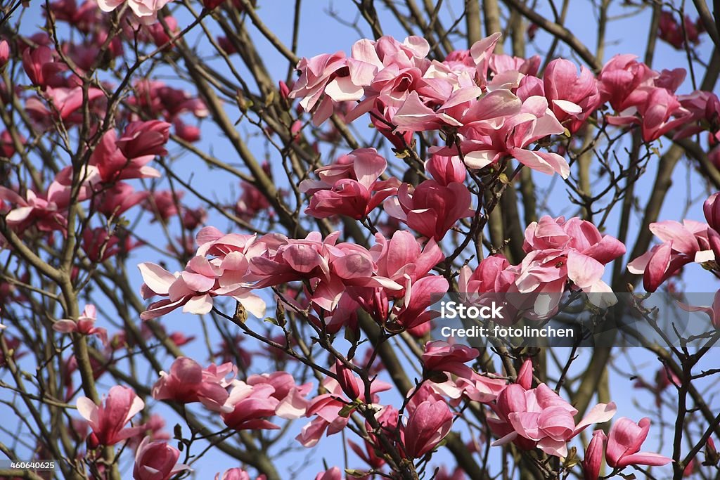 Magnolia-Bäume - Lizenzfrei Ast - Pflanzenbestandteil Stock-Foto