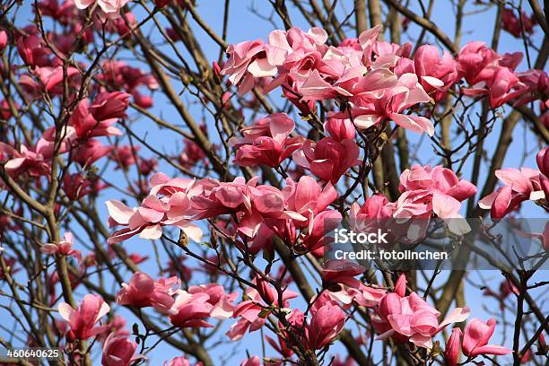 Magnoliabäume Stockfoto und mehr Bilder von Ast - Pflanzenbestandteil - Ast - Pflanzenbestandteil, Baum, Baumblüte