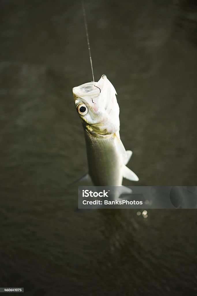 Ladyfish Above Water Caught with Fishing Line and Hook A Ladyfish is held above water with a fishing line and hook. Found in brackish coastal water and also called a hogfish or skipjack this is not a popular fish for consumption. Above Stock Photo