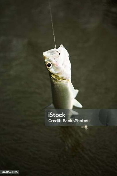 Ladyfish Above Water Caught With Fishing Line And Hook Stock Photo - Download Image Now
